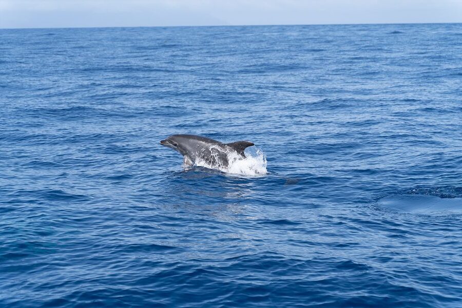 Los Gigantes: Sailing Excursion with Swimming, Drink & Tapas - Practical details that affect your day