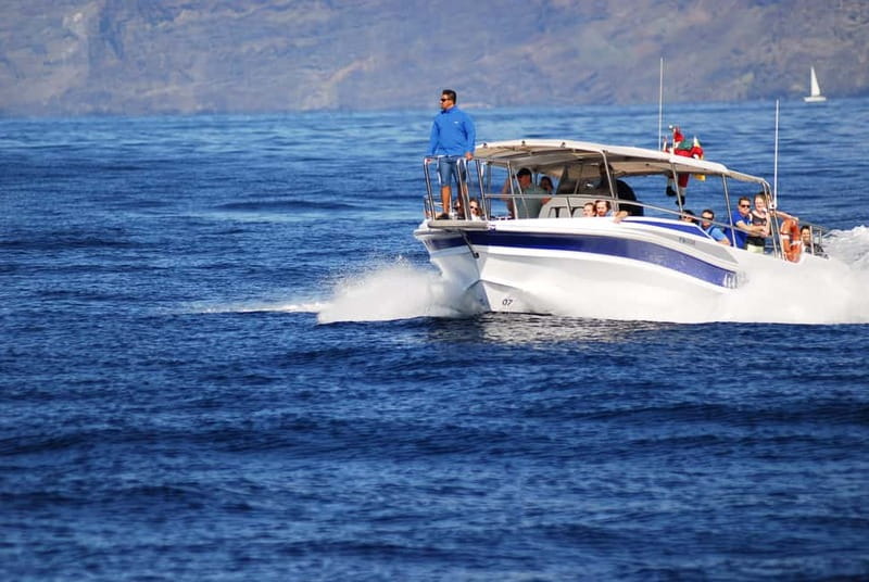 Los Gigantes: Whale or dolphin watching and swimming tour in Masca - Whale watching from Los Gigantes