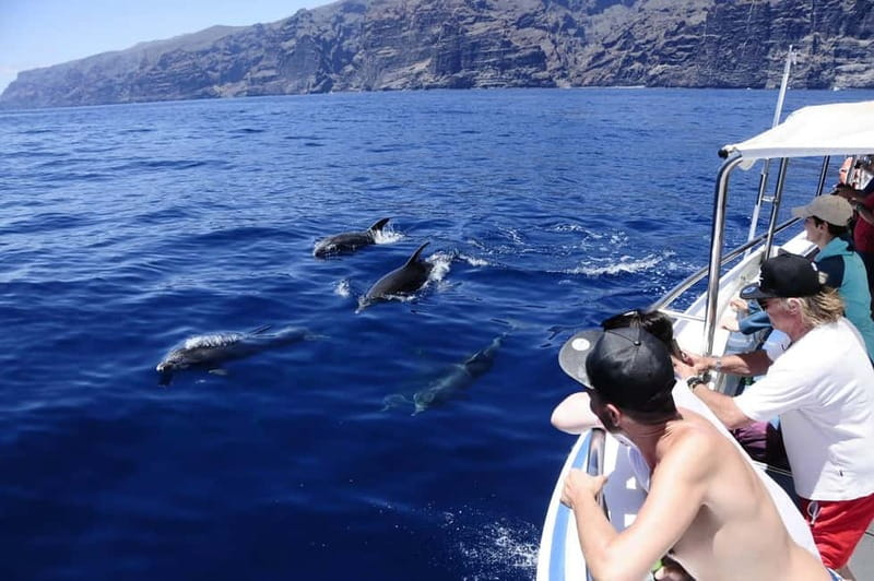 Los Gigantes: Whale or dolphin watching and swimming tour in Masca - Masca Bay and the swimming stop