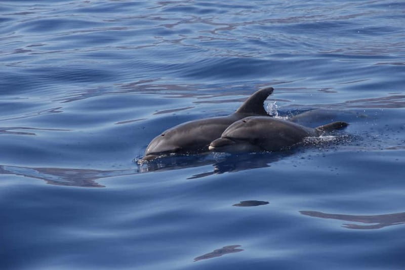 Los Gigantes: Whale or dolphin watching and swimming tour in Masca - Practical preparation for the two hours