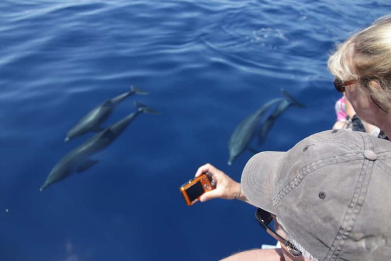 Los Gigantes: Whale or dolphin watching and swimming tour in Masca - What the small boat adds