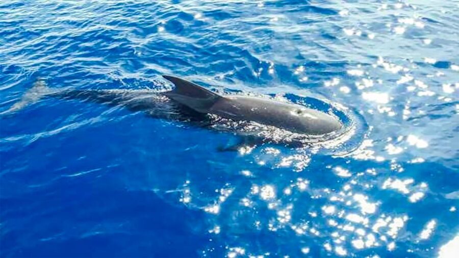 Los Gigantes: Whales and Dolphin Watching Cruise with Lunch - Practical details that matter