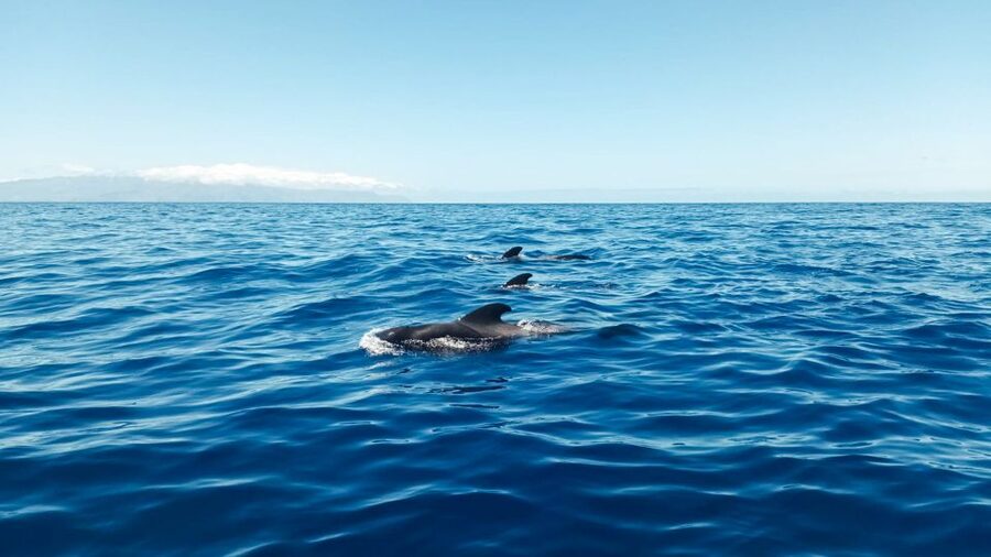 Los Gigantes: Whales and Dolphin Watching Cruise with Lunch - Sailing out from MPC Yacht Charter in Los Gigantes