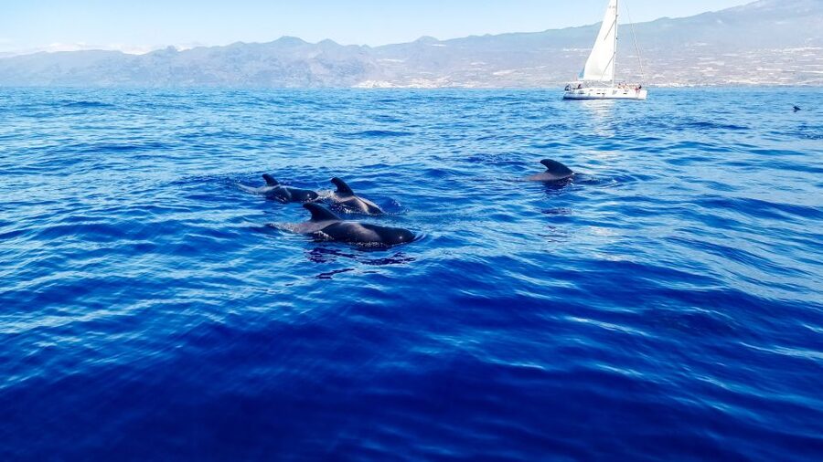 Los Gigantes: Whales and Dolphin Watching Cruise with Lunch - The 600-meter cliffs of Los Gigantes