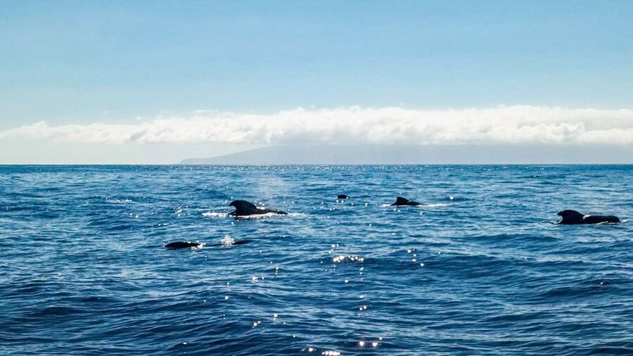 Los Gigantes: Whales and Dolphin Watching Cruise with Lunch - Why the small boat makes a difference