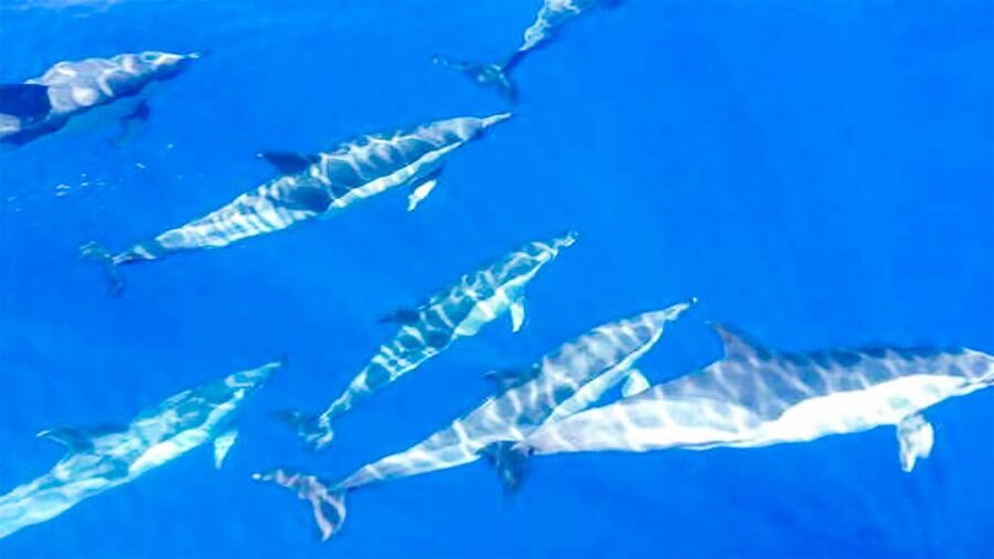 Los Gigantes: Whales and Dolphin Watching Cruise with Lunch - Searching for pilot whales and dolphins