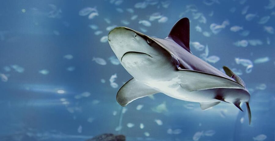Madrid: Atlantis Aquarium Entry Ticket - Crowds, heat, and the best pace