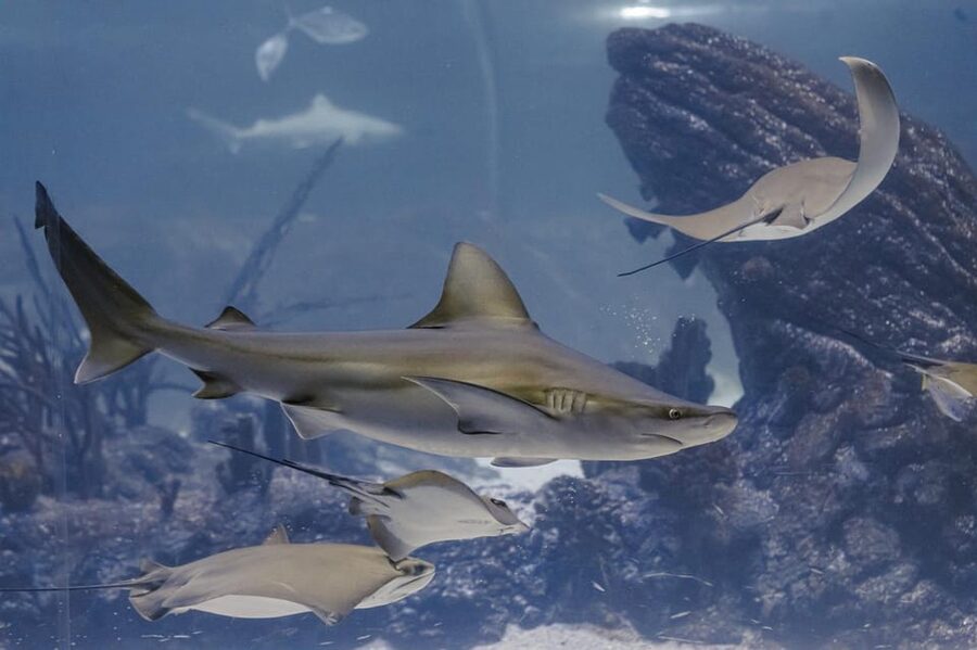 Madrid: Atlantis Aquarium Entry Ticket - Is $14 good value?