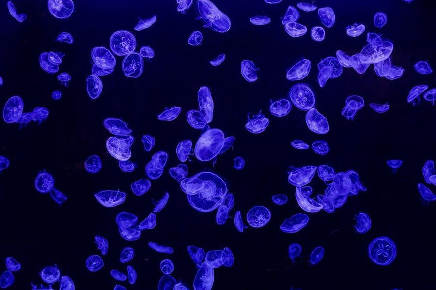 Madrid: Atlantis Aquarium Entry Ticket - FAQ