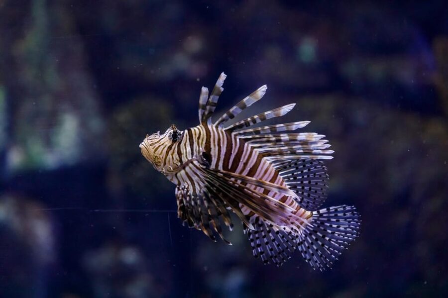 Madrid: Atlantis Aquarium Entry Ticket - Interactive stations that make children think