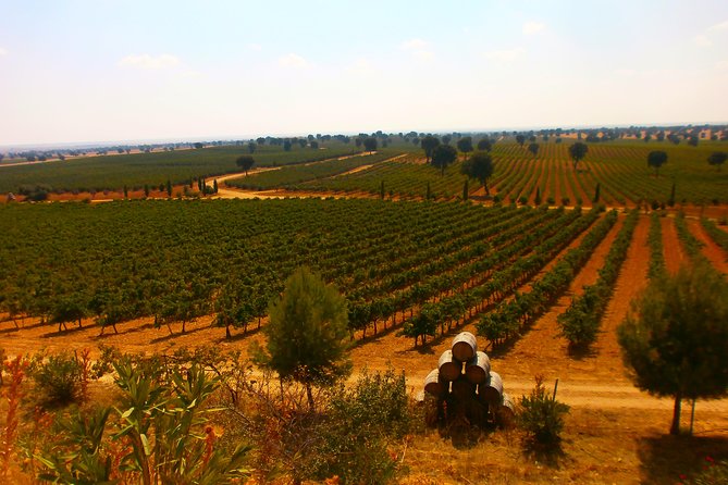 Madrid Countryside Wineries Guided Tour with Wine Tasting - Stop two: Bodega del Nero and the Madrid wine story
