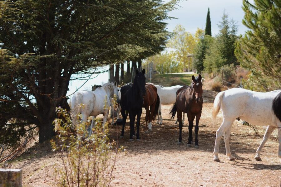 Madrid: Horse Riding in Sierra del Guadarrama National Park - What the small group changes