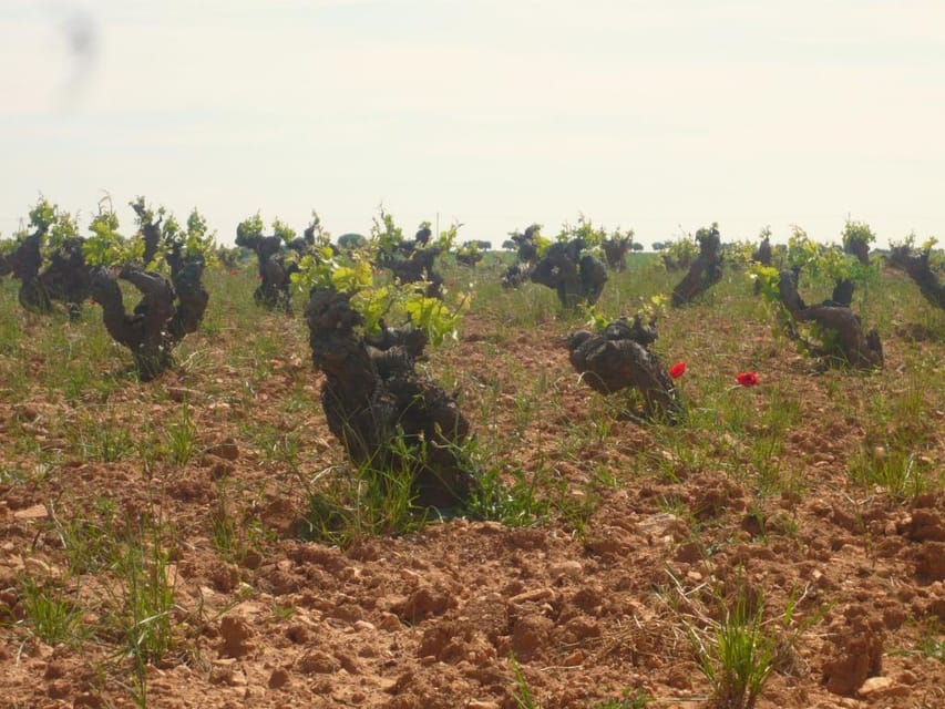Madrid Region Wineries Guided Tour with Wine Tastings - Why Madrid’s wine country is worth your morning