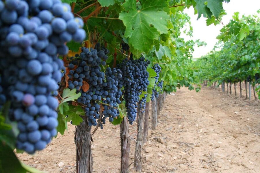 Madrid: Toledo Day Trip with Winery Visit and Wine Tasting - Santa María la Blanca, Toledo’s unusual synagogue