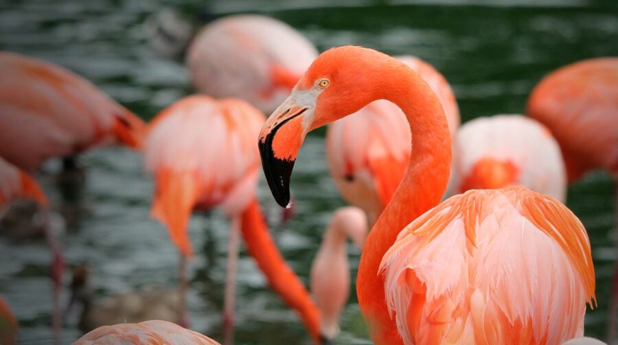 Madrid: Zoo Aquarium Madrid Ticket - How long to stay and how to pace the day