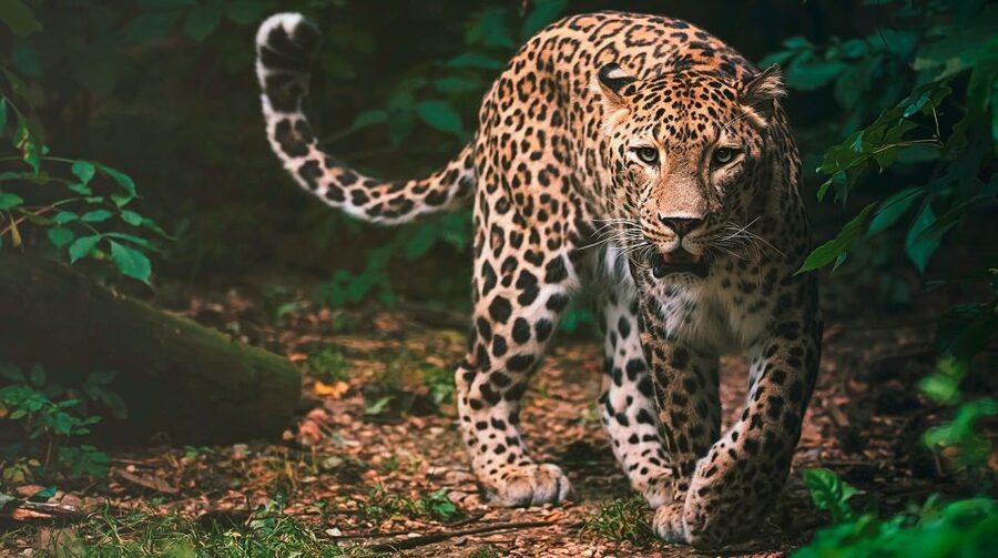 Madrid: Zoo Aquarium Madrid Ticket - Who should book this experience?