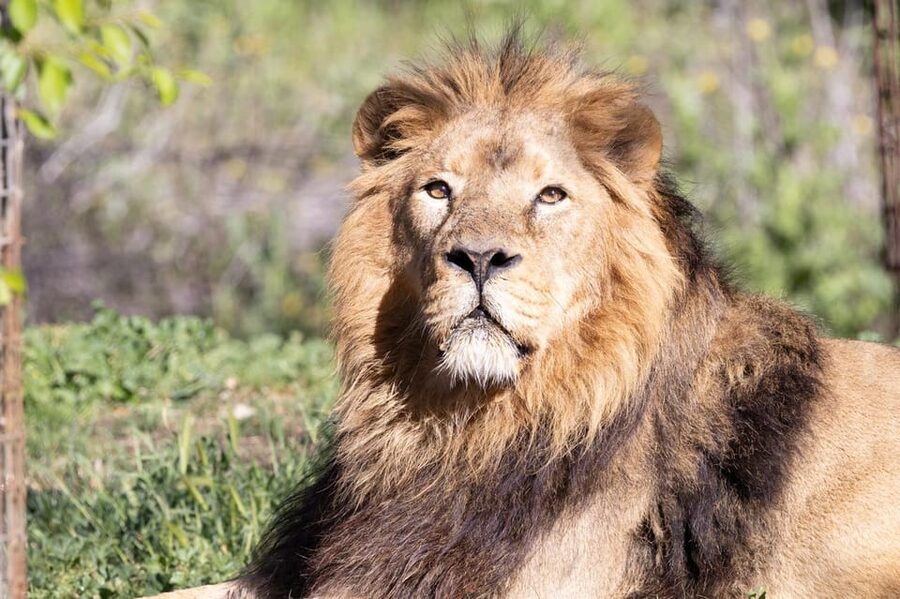 Madrid: Zoo Aquarium Madrid Ticket - The animals that make the visit worthwhile