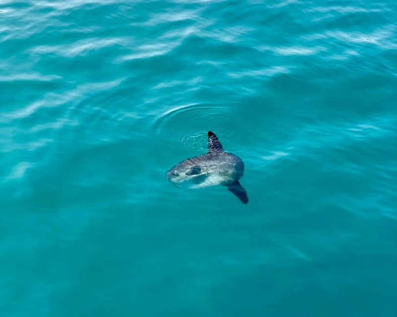 Málaga: Boat Tour w/ Snorkeling, Water Activities, and Lunch - Getting to the boat from Málaga and Benalmádena