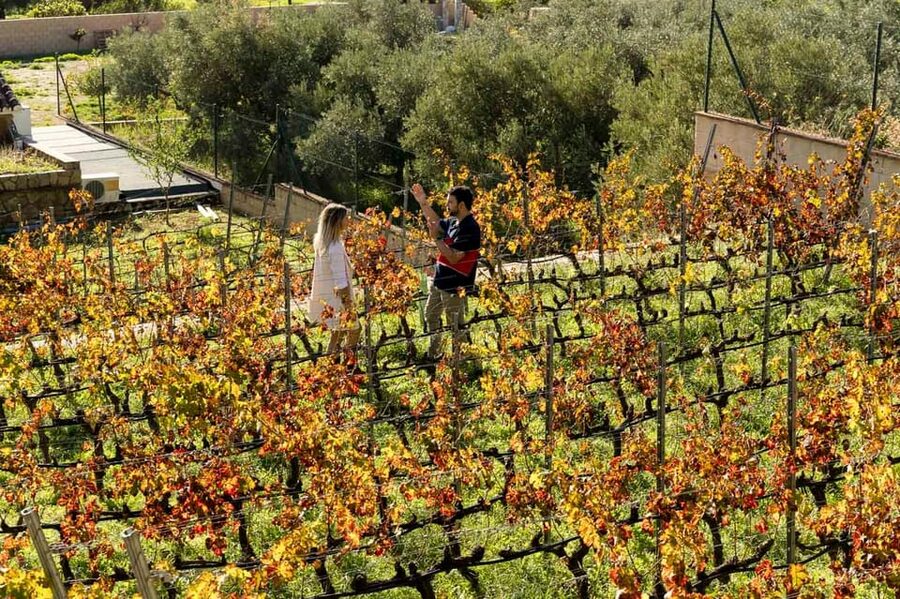 Malaga: Organic Vineyard Tour with 6 Wines, Tapas & Transfer - A proper food pairing, not just a snack