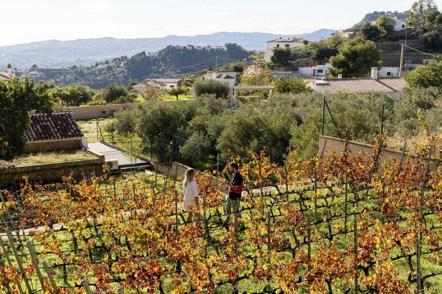Malaga: Organic Vineyard Tour with 6 Wines, Tapas & Transfer - How much time do you really spend at each stop?