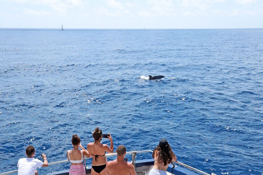 Mallorca: 2-Hour Dolphin Watching Cruise & Glass-Bottom Boat - Key points to know before you book