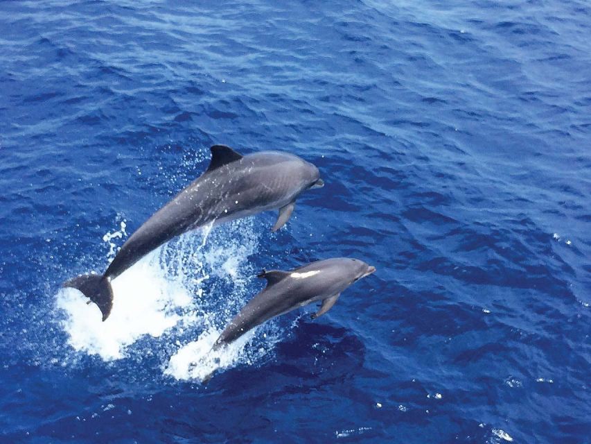 Mallorca: 2-Hour Dolphin Watching Cruise & Glass-Bottom Boat - The search for bottlenose, Risso’s, and common dolphins