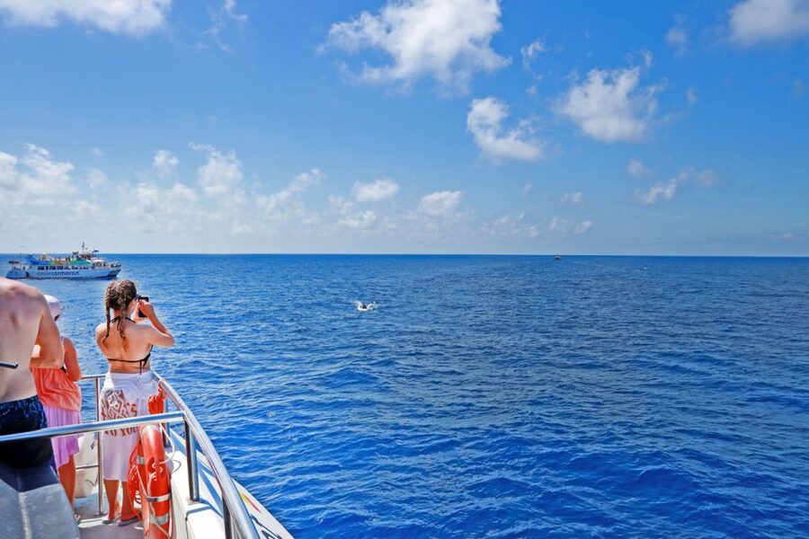 Mallorca: 2-Hour Dolphin Watching Cruise & Glass-Bottom Boat - Choosing your best place to watch