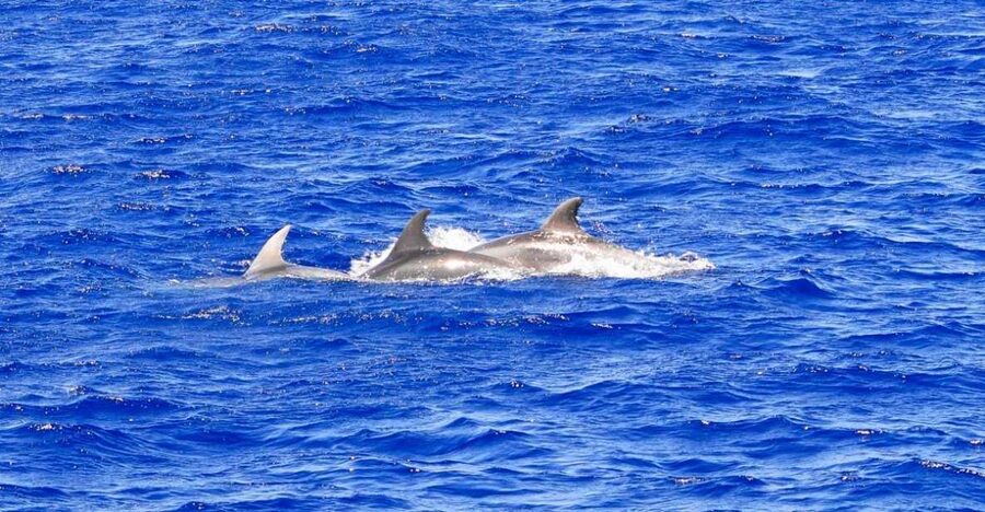 Mallorca: 3-Hour Afternoon Dolphin Watching Boat Tour - Key things to know before you book