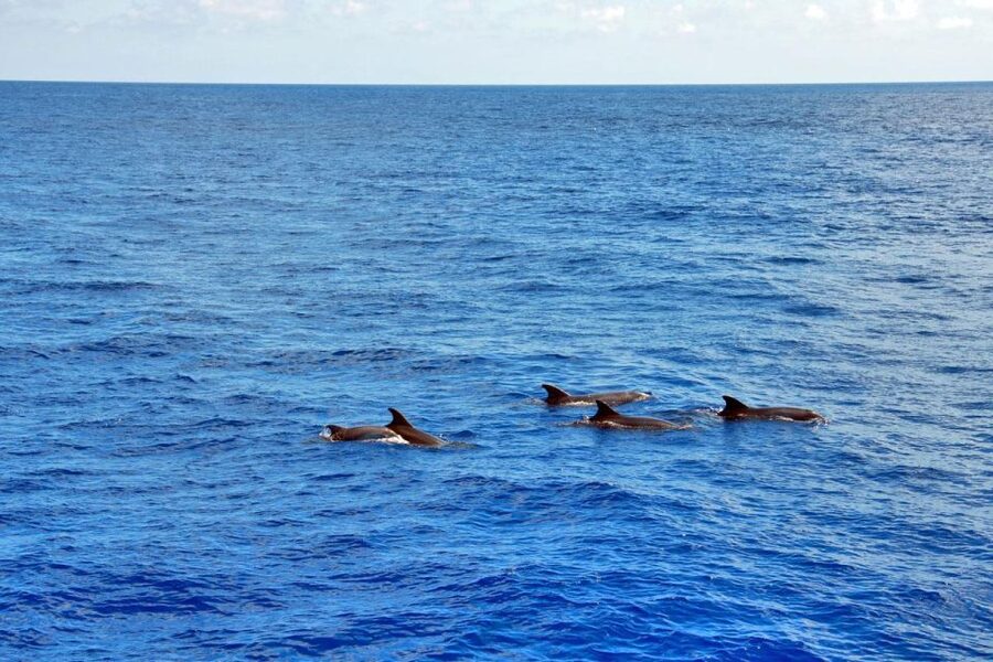 Mallorca: 3-Hour Afternoon Dolphin Watching Boat Tour - Setting out from Santa Ponsa or Paguera