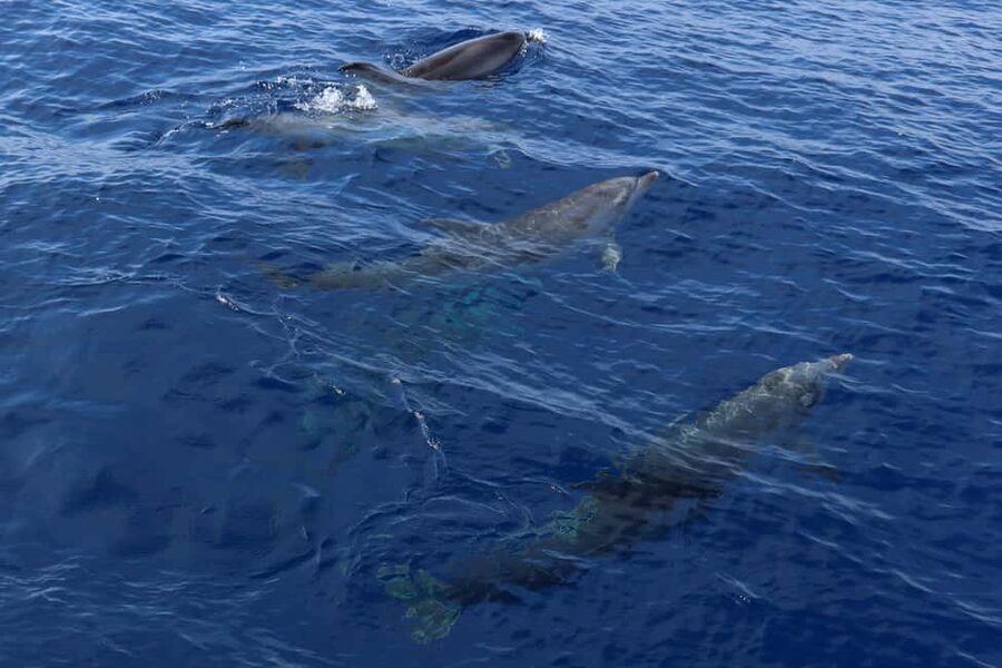 Mallorca: 3-Hour Afternoon Dolphin Watching Boat Tour - Life aboard the catamaran