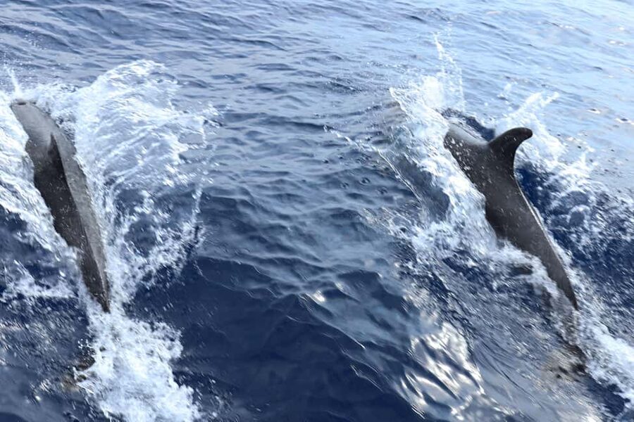 Mallorca: 3-Hour Afternoon Dolphin Watching Boat Tour - Who will enjoy this afternoon cruise?