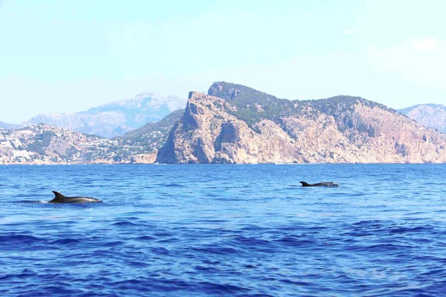 Mallorca: 3-Hour Afternoon Dolphin Watching Boat Tour - Practical tips for a better day