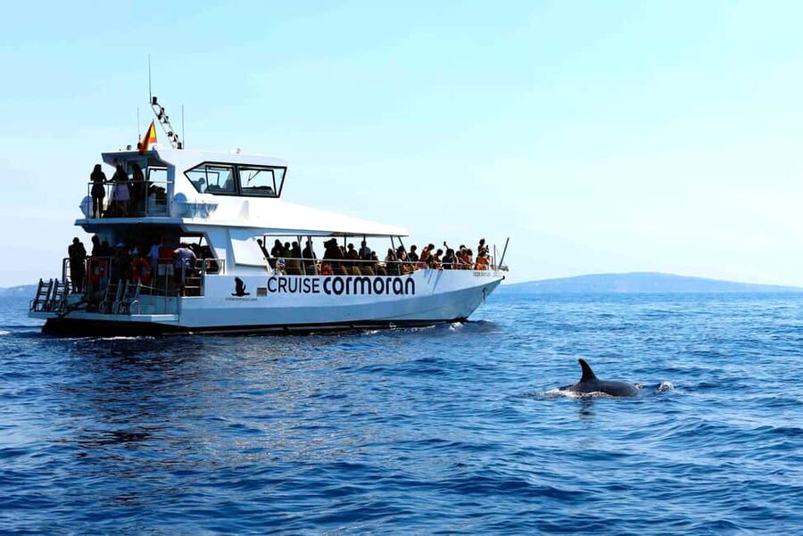 Mallorca: 3-Hour Afternoon Dolphin Watching Boat Tour - Should you book the Cruise Cormoran dolphin tour?