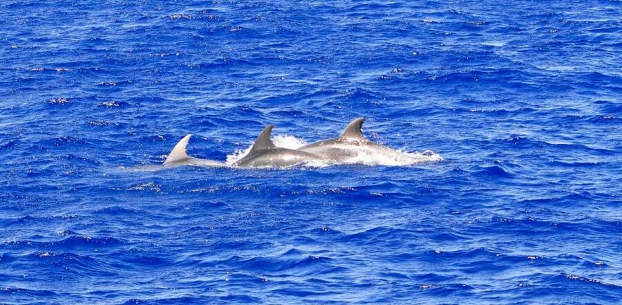 Mallorca: 3-Hour Afternoon Dolphin Watching Boat Tour - Searching for dolphins along Mallorca’s coast