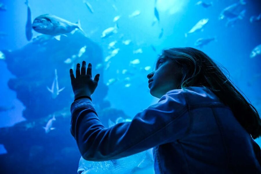 Mallorca: Dolphin Watching Cruise - Key points to know before you book