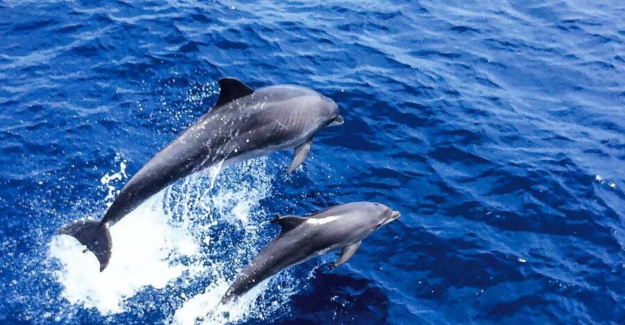 Mallorca: Dolphin Watching Cruise - What three hours on the boat feels like