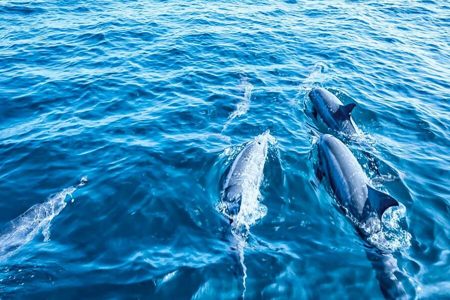 Mallorca: Dolphin Watching Cruise - The glass-bottom deck is more than a sales detail