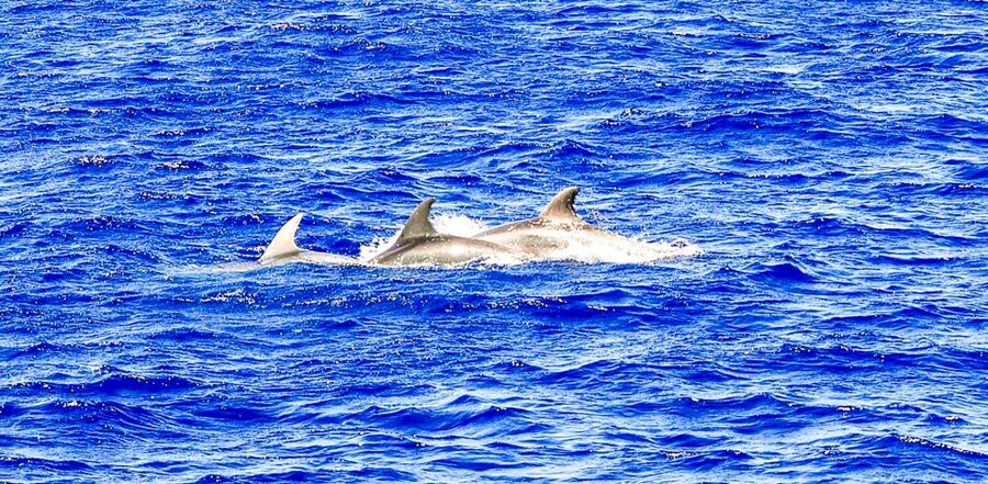 Mallorca: Dolphin Watching Cruise - The swim stop and snorkeling time