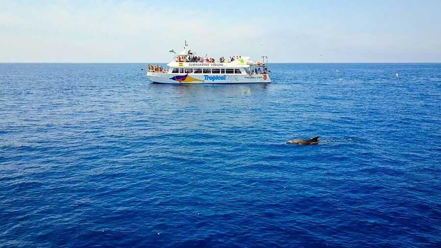 Mallorca: Dolphin Watching Cruise - Who will enjoy this cruise most?