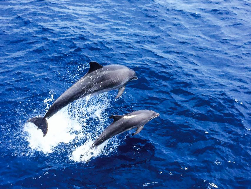 Mallorca: Dolphin Watching Cruise - Leaving Paguera or Santa Ponsa