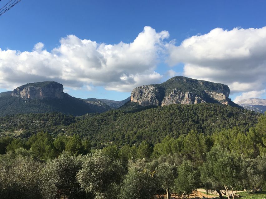 Mallorca: Full-Day Winery Small Group Tour - Is $221 a fair price?