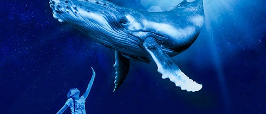 Mallorca: Palma Aquarium Entry Ticket w/ Optional 3D Cinema - Big Blue delivers the strongest visual moment