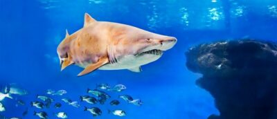 Palma Aquarium Entry Ticket w/ Optional 3D Cinema