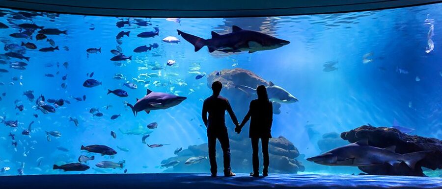 Mallorca: Palma Aquarium Entry Ticket w/ Optional 3D Cinema - The living coral display rewards careful looking