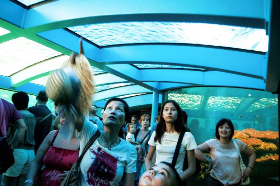 Mallorca: Palma Aquarium Entry Ticket w/ Optional 3D Cinema - The Medusarium adds a quieter, stranger stop