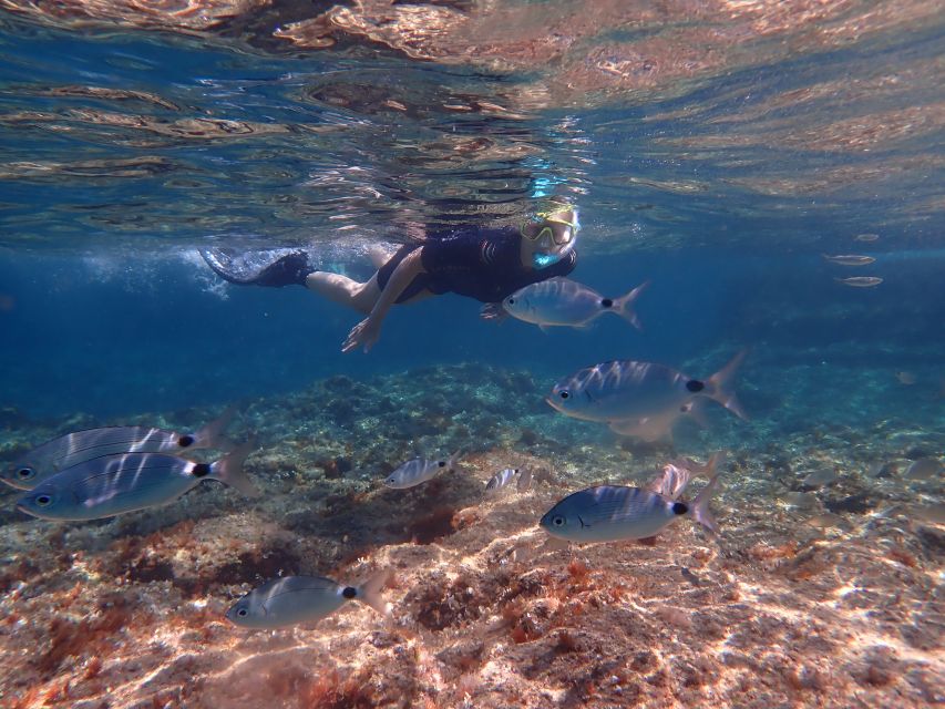 Mallorca: Snorkeling in a Beautiful Nature Reserve - How the $82 price compares with the experience