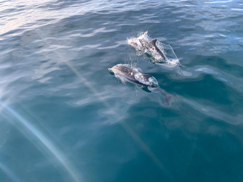 Marbella: Sailing & Dolphin Watching with Snacks and Drinks - What to Bring for a Comfortable Cruise