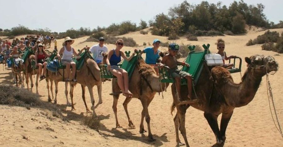 Maspalomas: Guided Camel Ride in the Maspalomas Sand Dunes - Meeting the Camels Near Charca Maspalomas