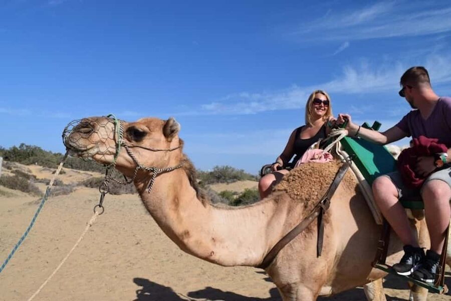 Maspalomas: Guided Camel Ride in the Maspalomas Sand Dunes - The Boarding Process and Two-Seat Saddle