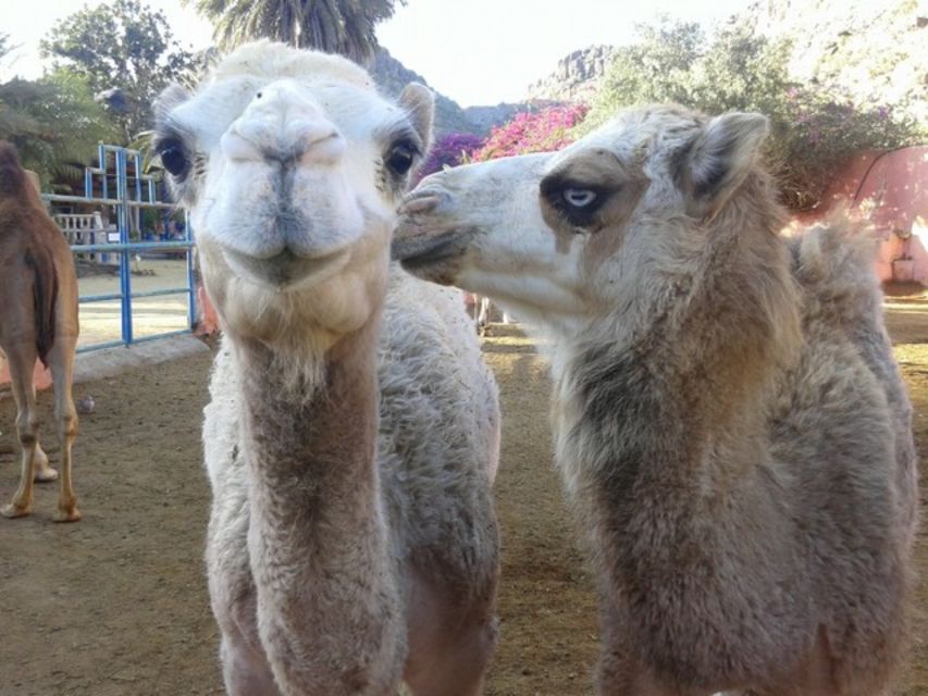 Maspalomas: Guided Camel Ride in the Maspalomas Sand Dunes - What the 30 Minutes Really Feels Like